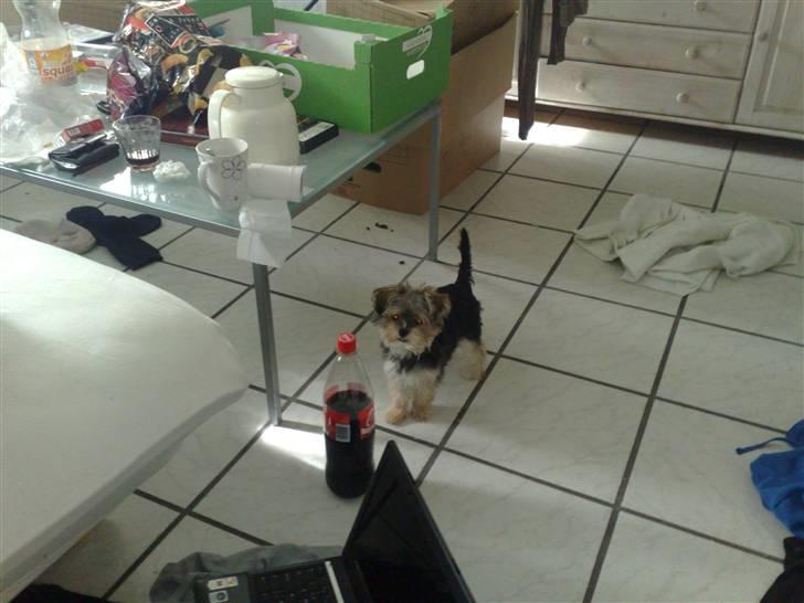 Blanding af racer Chika - Her står jeg i alt mors rod :) billede 4