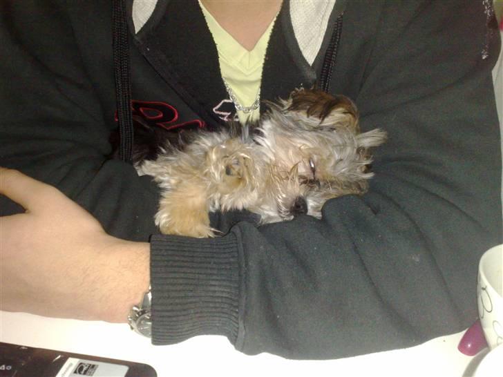 Blanding af racer Chika - her ligger jeg helt afslappet sammen med mors kæreste :) billede 5