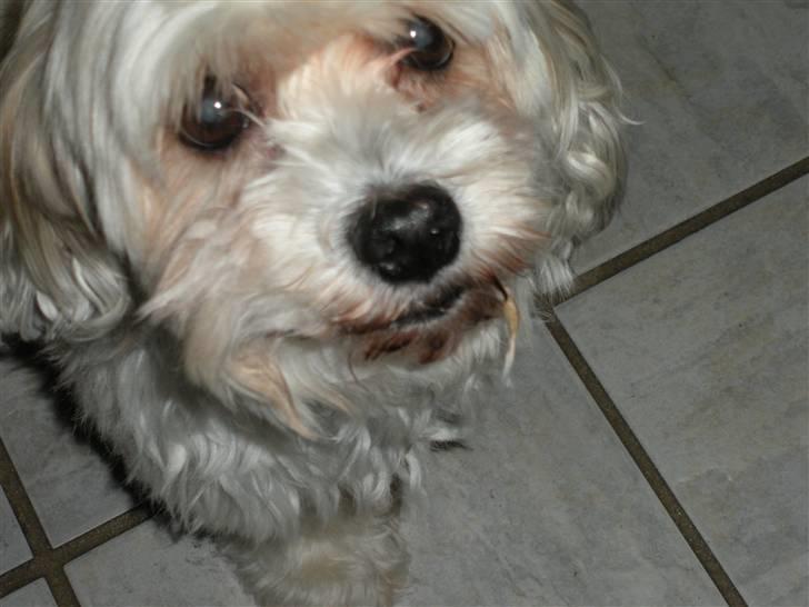 Lhasa apso Trille - Er jeg ikke bare sød billede 9