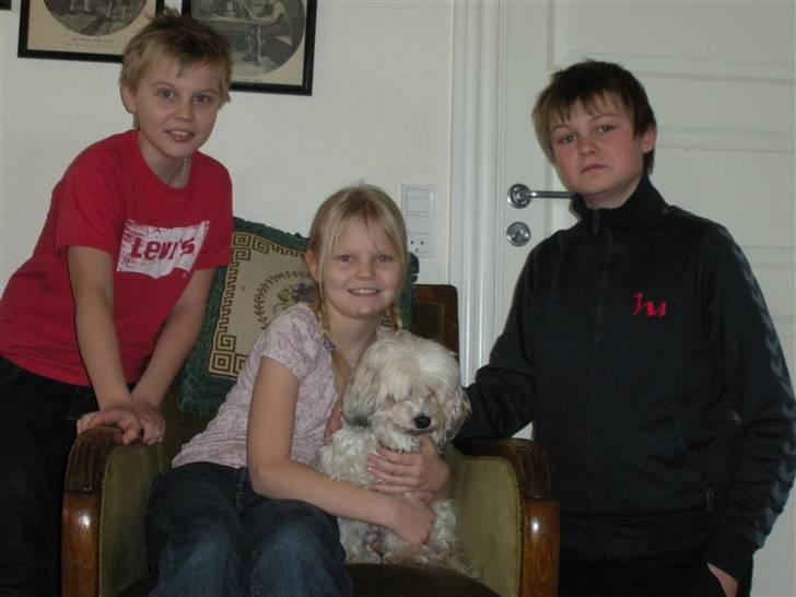 Lhasa apso Trille billede 10