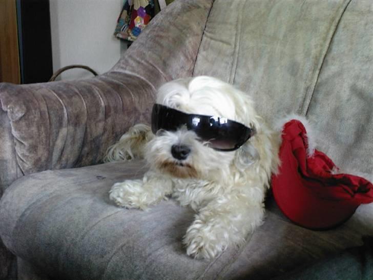 Lhasa apso Trille - Er jeg ikke bare sej eller hvad billede 11