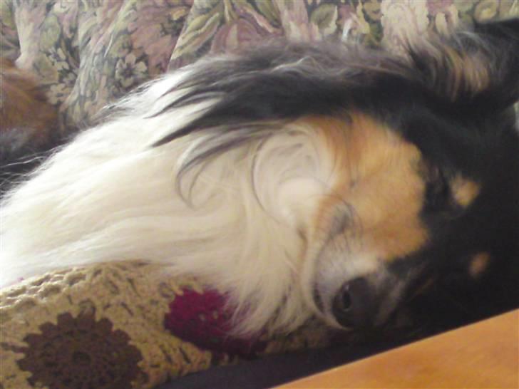 Collie langhåret Toffé - jeg tager mig lige en slapper billede 9