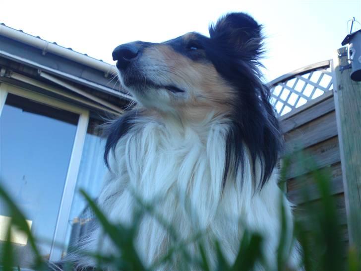 Collie langhåret Toffé billede 10
