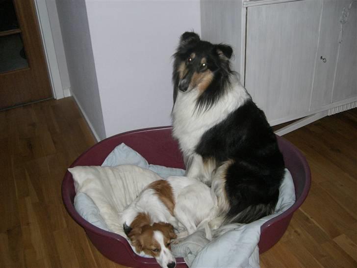 Collie langhåret Toffé - man kan ingenting have i fred, efter den gnom er flyttet ind .... billede 11