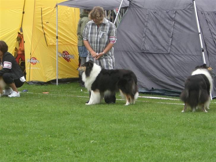 Collie langhåret Toffé - nogen gange må der en ordentlig bedømmelse til billede 12