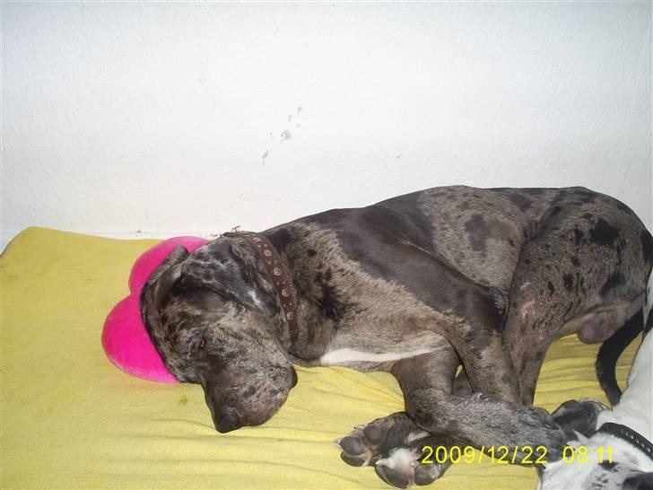 Grand danois Malthe - Hunden der ynder at bruge en hovedpude. billede 19