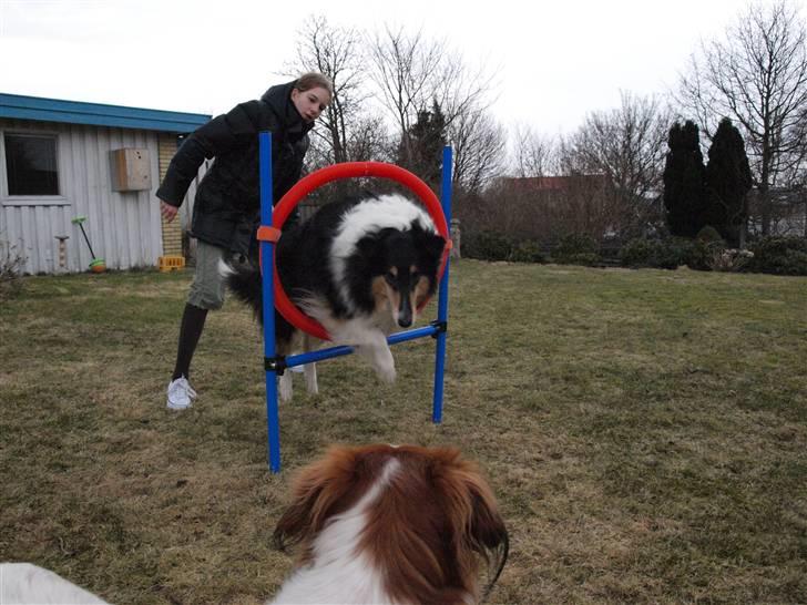 Collie langhåret Toffé billede 13