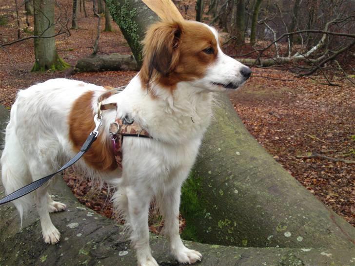 Kooikerhondje Høgedals Zita billede 12