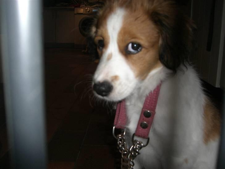 Kooikerhondje Høgedals Zita billede 13