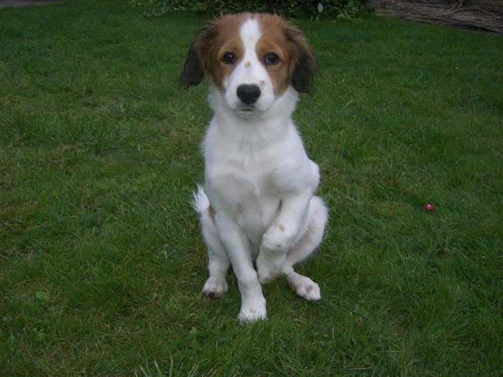 Kooikerhondje Høgedals Zita billede 14