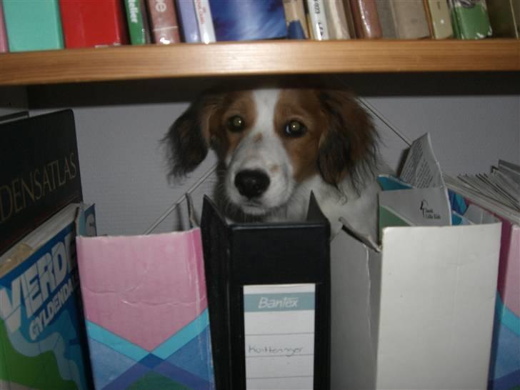 Kooikerhondje Høgedals Zita billede 15