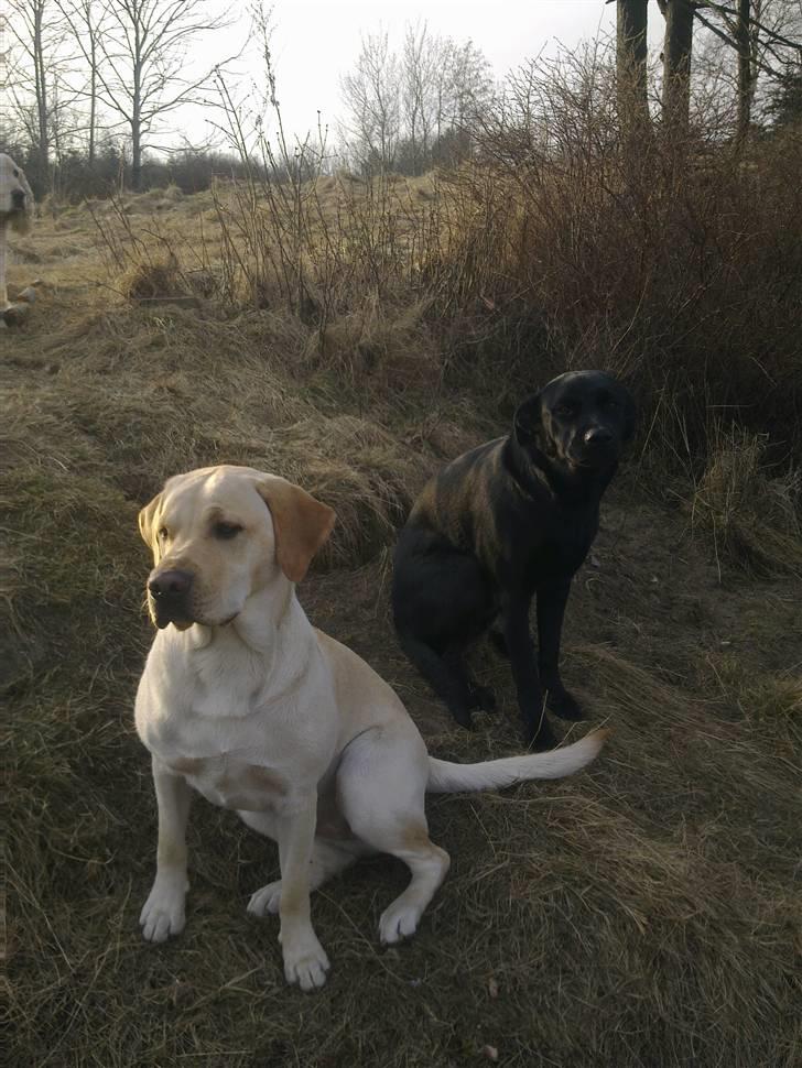 Labrador retriever Dumle - det så mig og min kæreste trine her er vi begge 1 år gammel billede 7