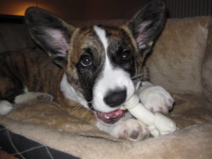 Welsh corgi cardigan Gizmo - Yum yum! ;) billede 7