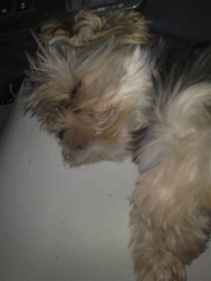 Blanding af racer Chika - Her ligger jeg og slapper helt af efter et besøg hos dyrelægen. Puha.  billede 6