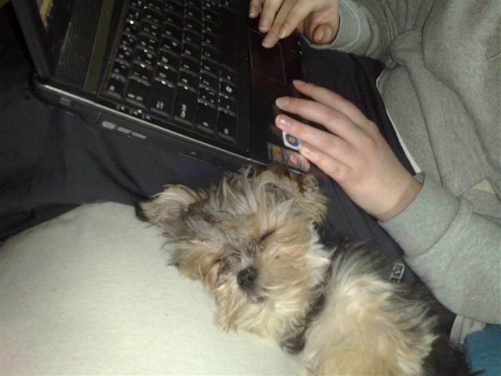 Blanding af racer Chika - Snoork.. Imens mor er på computeren, kan jeg lige lukke øjet lidt (: billede 7