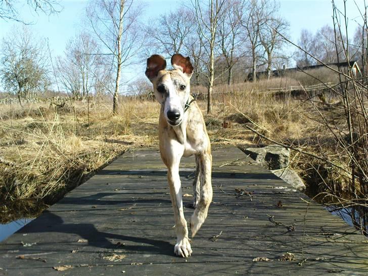 Whippet Flying Dutchmand - Gelly - Gelly løber over broen 7 april 2010 billede 1