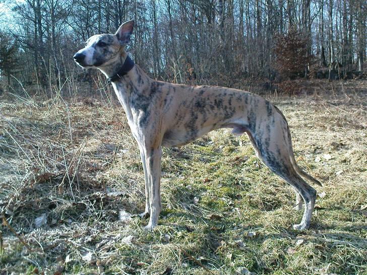 Whippet Flying Dutchmand - Gelly - Gelly poserer 7/04-10 billede 2