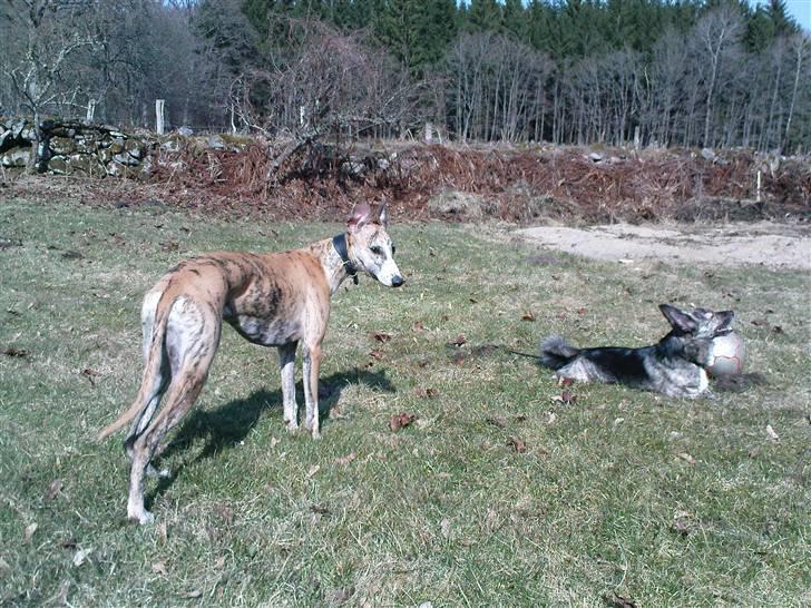 Whippet Flying Dutchmand - Gelly - Gelly med Pingo 7/04-10 billede 3