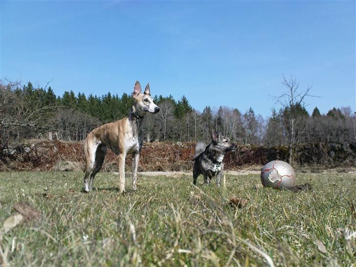 Whippet Flying Dutchmand - Gelly - Gelly med Pingo II   7/04-10 billede 4