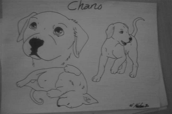 Amerikansk bulldog chano - jeg kunne ikke lade være med at tegne ham ;b billede 11