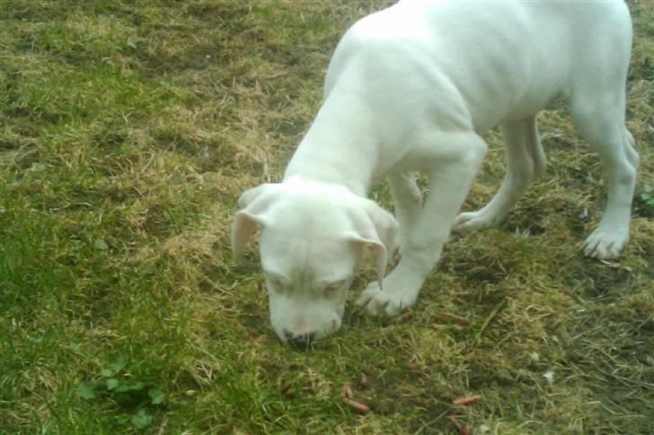 Amerikansk bulldog chano - grynt grynt har mor gemt med i haven billede 12