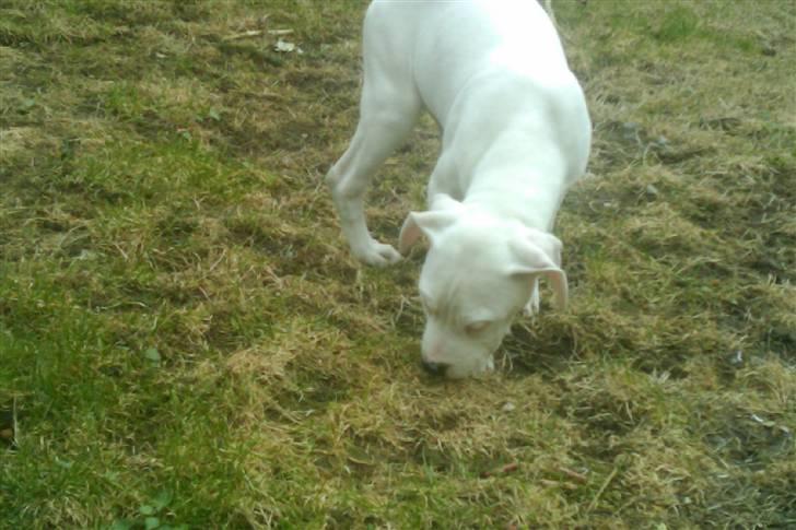 Amerikansk bulldog chano - MAD billede 13