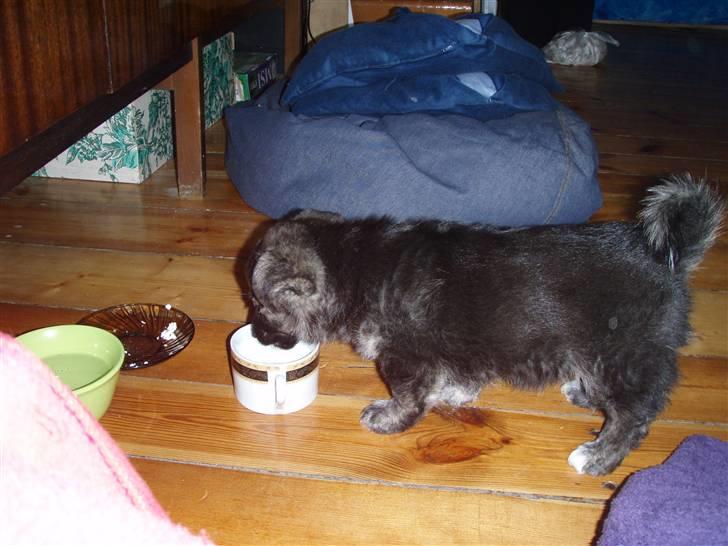 Blanding af racer Pingo (Pingo Nielsen) - Første billed af Pingo. 8 uger her. billede 1