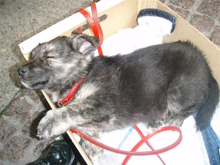 Blanding af racer Pingo (Pingo Nielsen) - Første tur i byen og her sover han i sin grøntsagskasse mens vi nyder en god kage ved en Café. billede 2