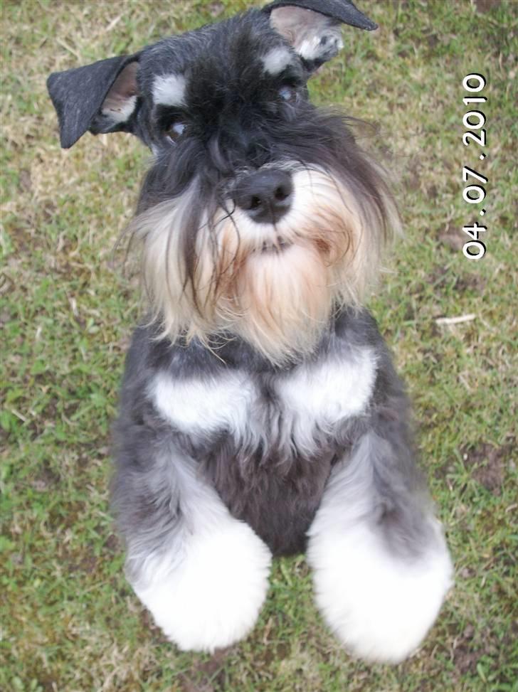 Dvaergschnauzer Eragon billede 1