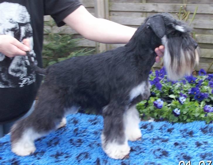 Dvaergschnauzer Eragon billede 2