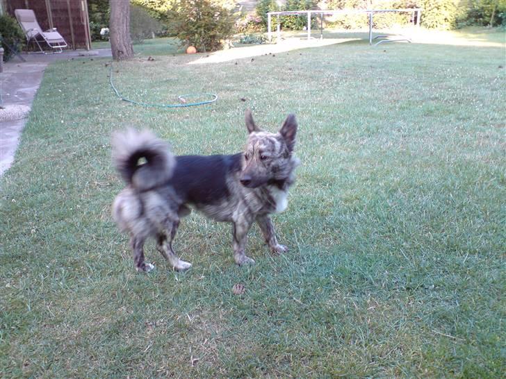 Blanding af racer Pingo (Pingo Nielsen) - Pingo er her blevet fuldvoksen helt unik er han. billede 4