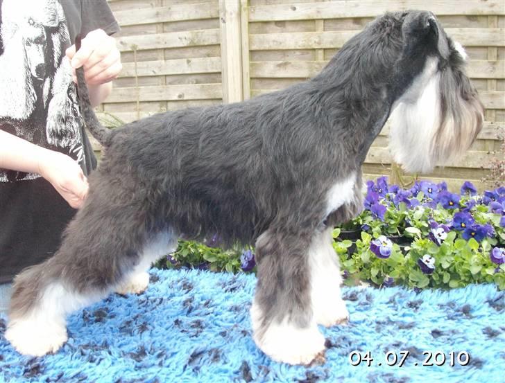 Dvaergschnauzer Eragon billede 3