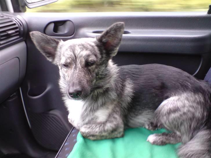 Blanding af racer Pingo (Pingo Nielsen) - Pingo er med på arbejde. billede 5