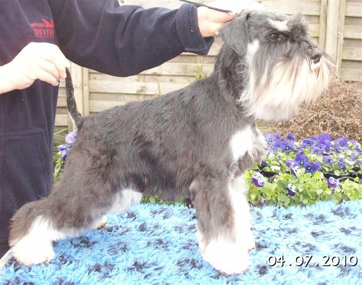 Dvaergschnauzer Eragon billede 4