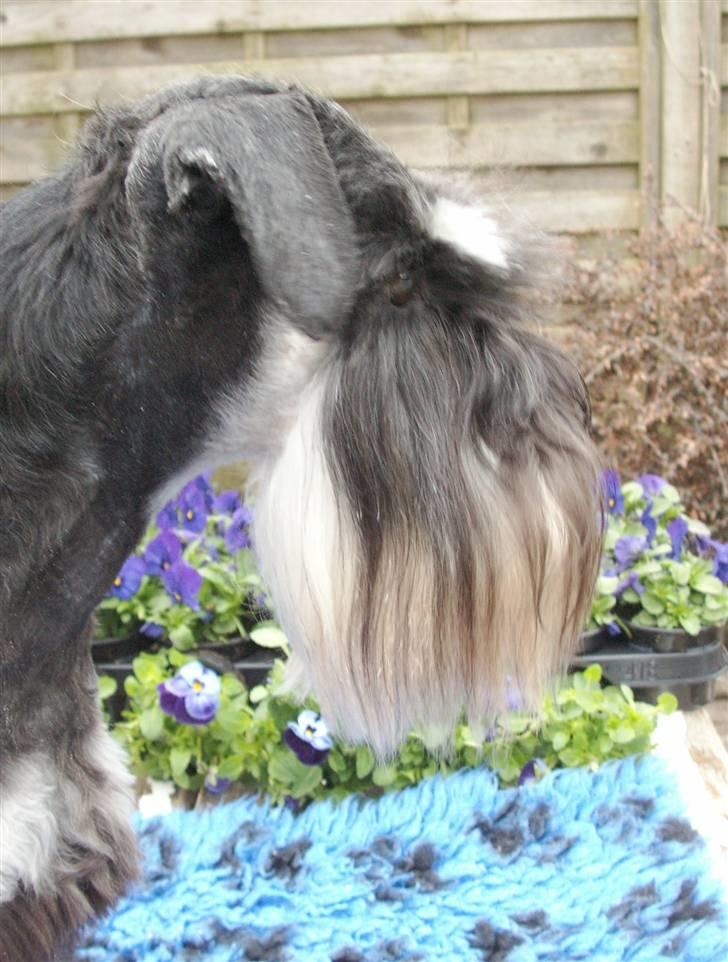 Dvaergschnauzer Eragon billede 5