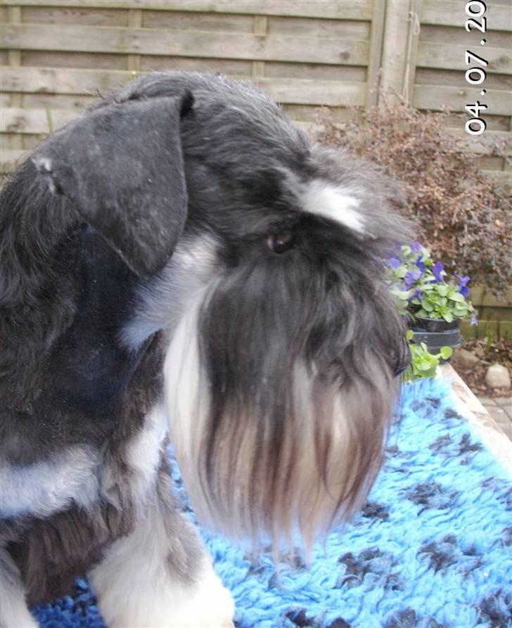 Dvaergschnauzer Eragon billede 6