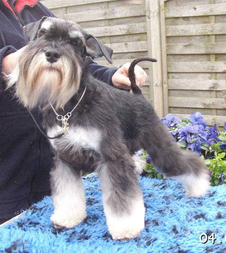 Dvaergschnauzer Eragon billede 7