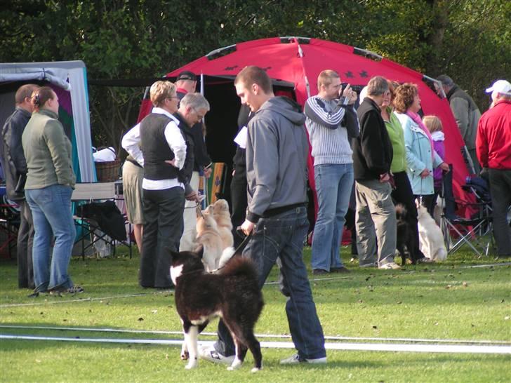 Karelsk bjørnehund tarzan billede 6