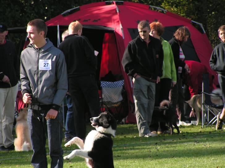 Karelsk bjørnehund tarzan billede 7