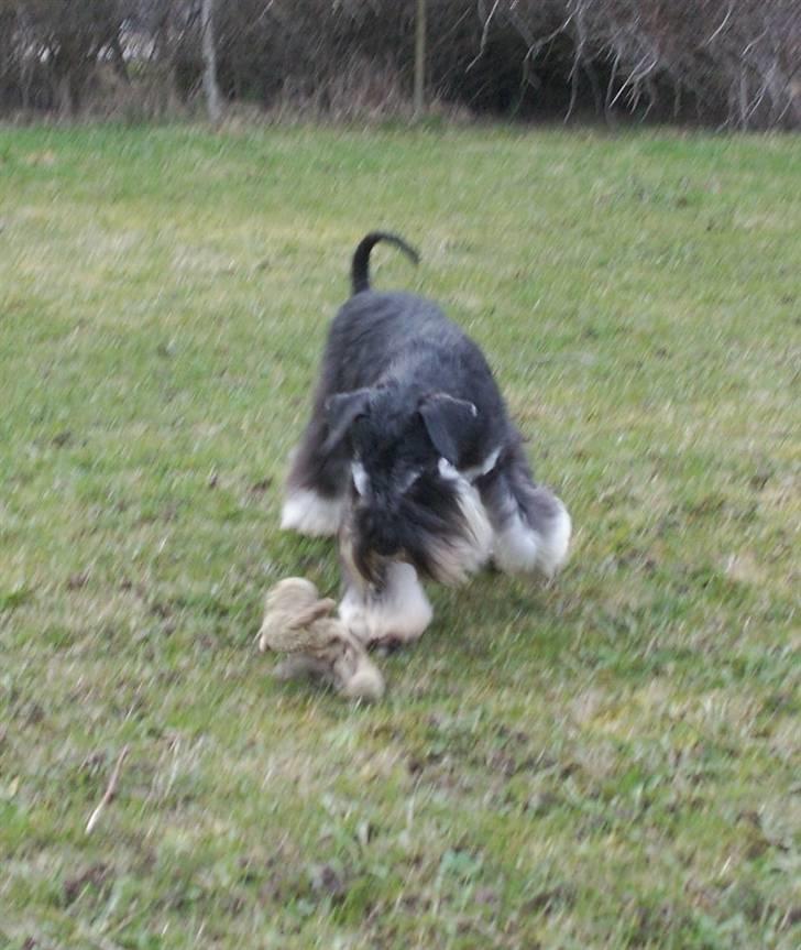 Dvaergschnauzer Eragon billede 8