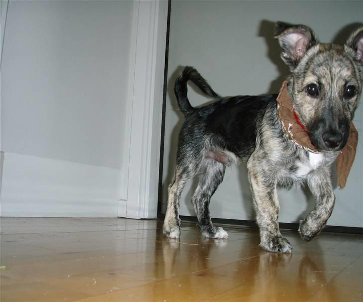 Blanding af racer Pingo (Pingo Nielsen) - Pingo som unghund. Har lige tabt sin valpepels og ser ret slank ud her. billede 6