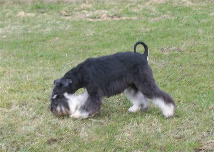 Dvaergschnauzer Eragon billede 9
