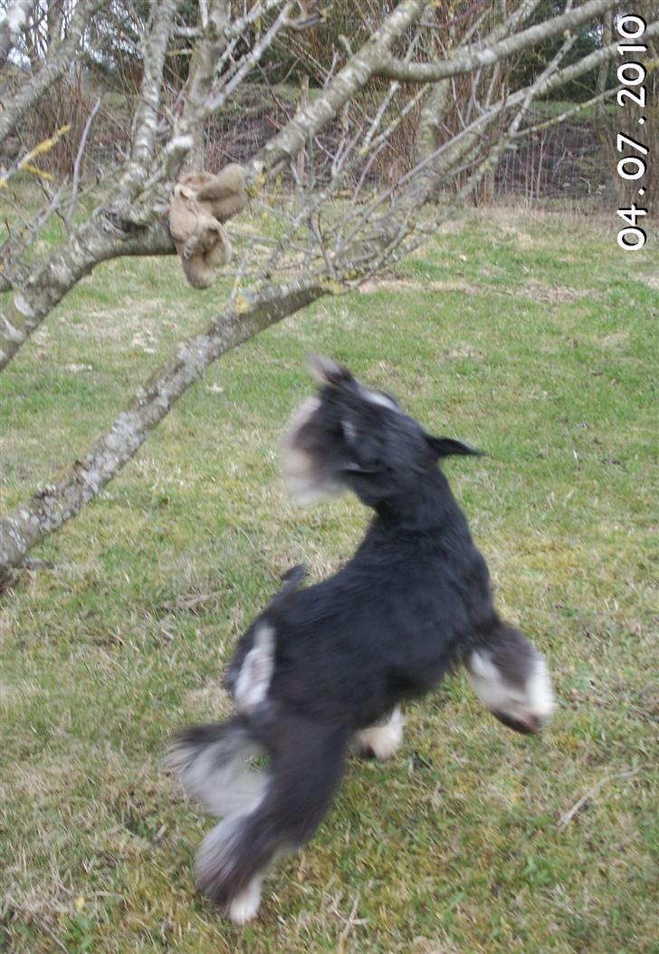 Dvaergschnauzer Eragon - Jeg har lagt en bamse i træet, så han får en udfordring. Bommer lige første gangen:) billede 10