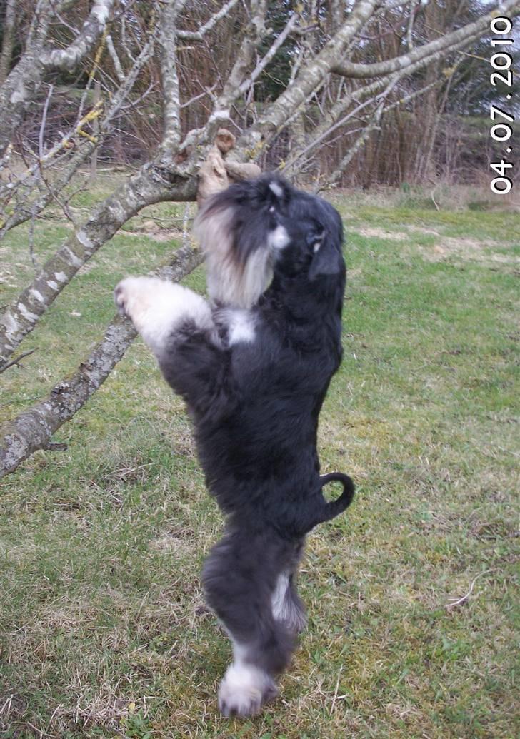 Dvaergschnauzer Eragon - Så fant man ud af at det var bedst at stå stille:) billede 11