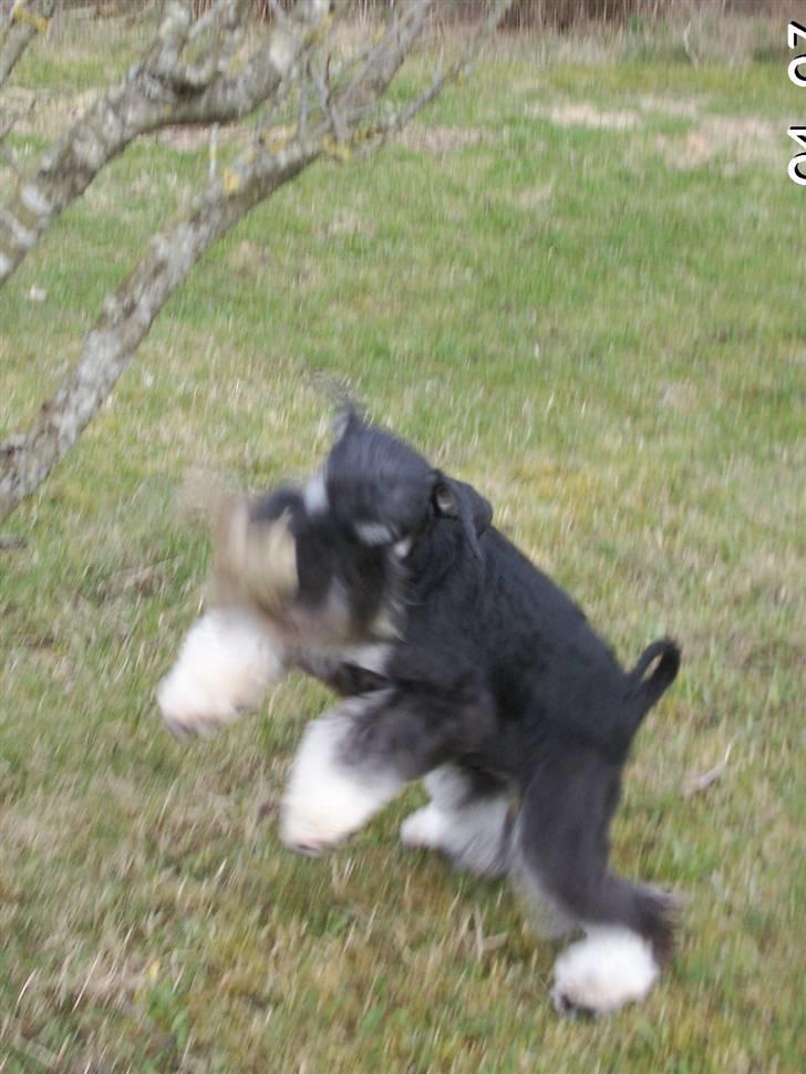 Dvaergschnauzer Eragon - Jippi.. jeg fik bamsen:D:D billede 12