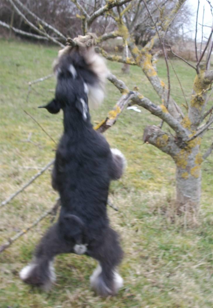 Dvaergschnauzer Eragon billede 14