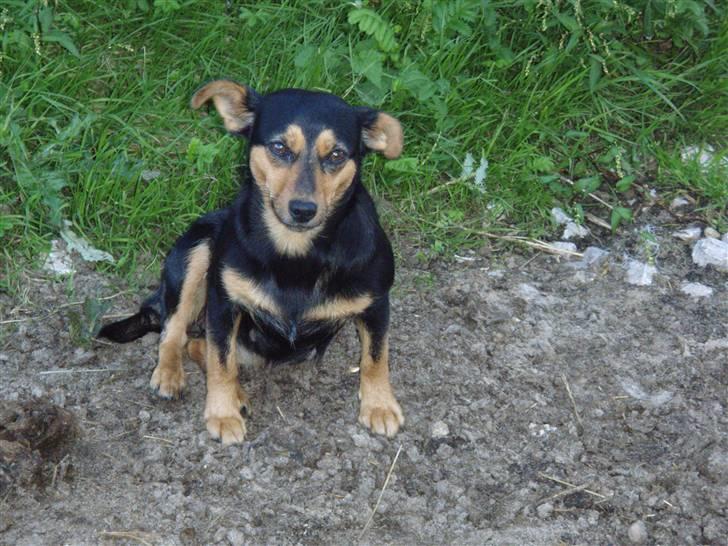 Blanding af racer Pingo (Pingo Nielsen) - Pingos mor! billede 7