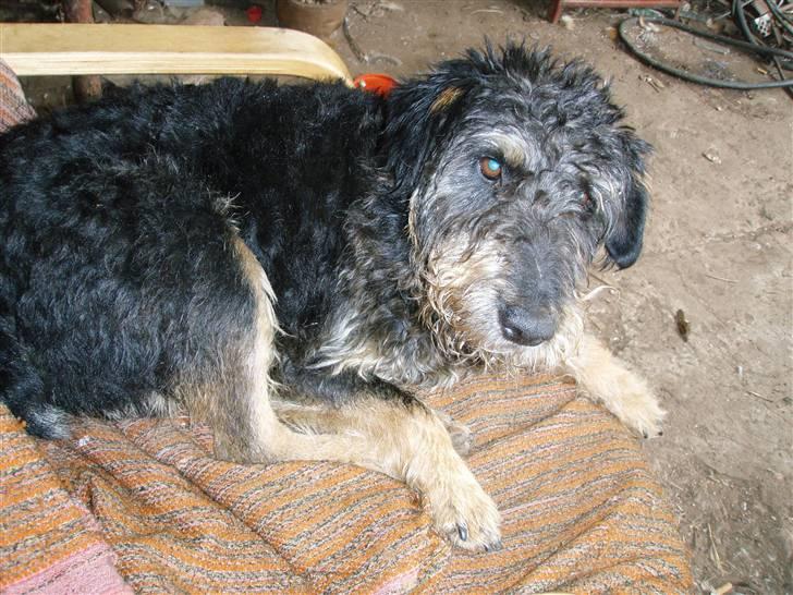 Blanding af racer Pingo (Pingo Nielsen) - Pingos far. - Byens lederhund.  billede 8