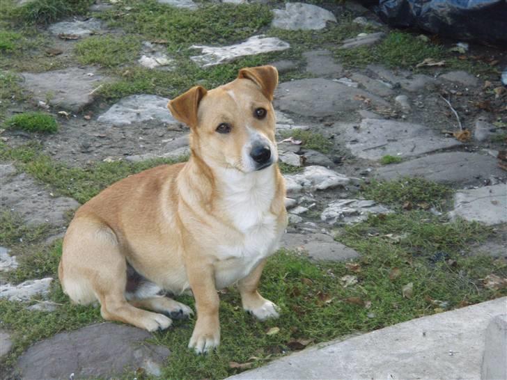 Blanding af racer Pingo (Pingo Nielsen) - Pingos bror. billede 9