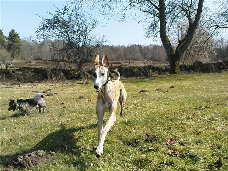 Whippet Flying Dutchmand - Gelly - Gelly kommer altid når der er godbider. billede 5